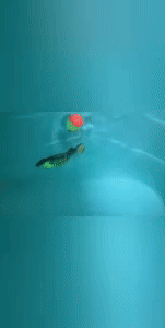 Fishing Bait Electric Lures - Elevate Your Fishing Game 2