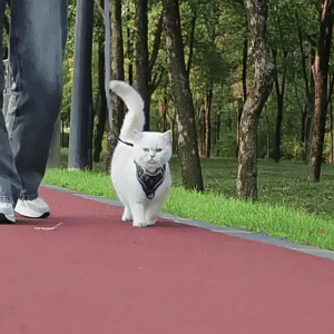 Cat Harness and Leash Set - Escape-Proof for Safe Adventures 2