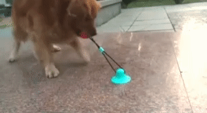 Dog Toys Silicon Suction Cup - Fun Indoor Play for Dogs 1