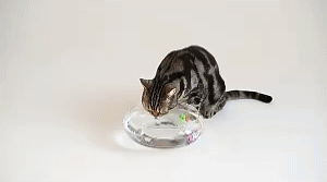 Cat Interactive Electric Fish Toy - Fun Playtime for Cats 1