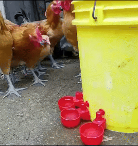 Chickens Waterer - Effortless Hydration for Your Flock 1