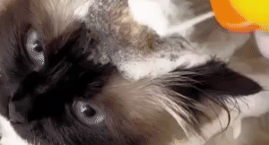 Pet Shower Head - Portable Pet Grooming Solution 1