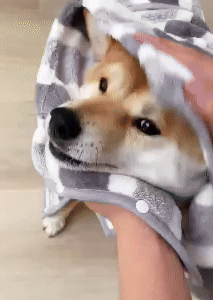 Super Absorbent Dog Bathrobe - Cozy Drying for Your Pet 1