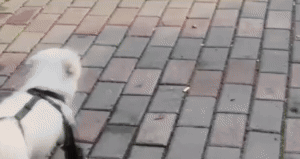 Adjustable Dog Boots - Protect Your Pup's Paws 1