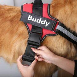 Custom Dog Harness - Personalize Your Pet's Style 1