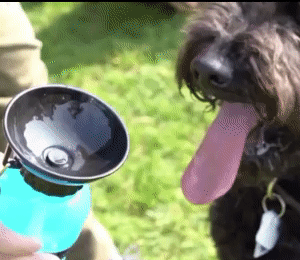 Bottle Doggy Portable - Easy Hydration for Your Dog 1