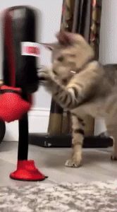 Cat Punching Bag Toy - Ultimate Fun for Your Feline Friend 1