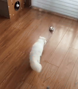 Automatic Cat Toy - Engaging Playtime for Your Feline Friend 1