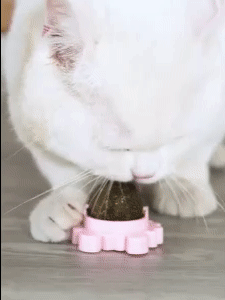 Catnip Balls - Keep Your Cats Entertained All Day 1