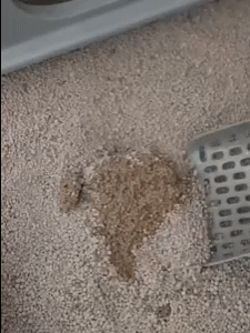 Cat Litter Scooper - Effortless Litter Box Cleaning 1