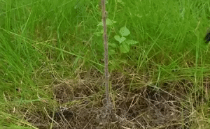 Weed Puller Tool - Effortless Weeding Without Bending Over 1
