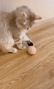 Interactive Ball Catnip Cat Training Toy 1