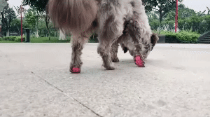 Dog Paw Protector - Keep Your Dog Safe on Slippery Floors 1
